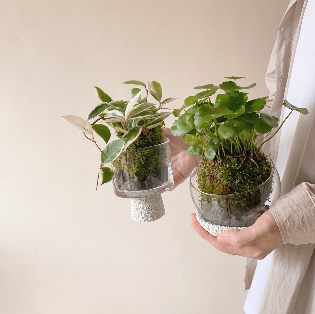 生活需要一点山野气息  苔球植栽 - 植栽/盆栽 - 植物．花 绿色