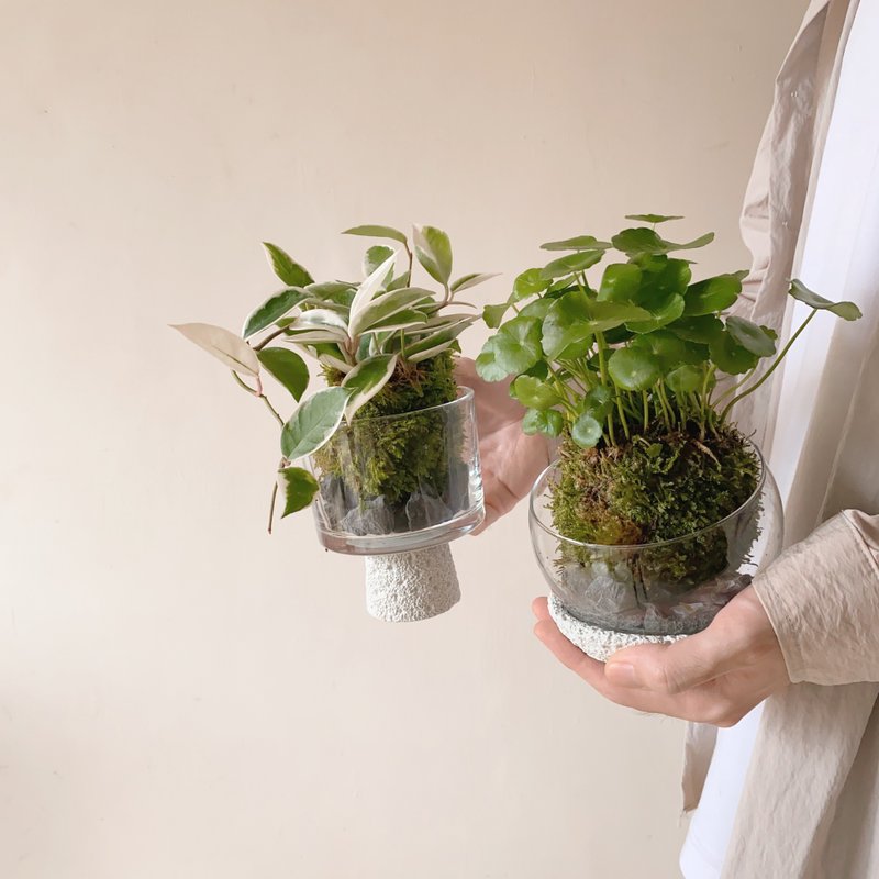 生活需要一点山野气息  苔球植栽 - 植栽/盆栽 - 植物．花 绿色