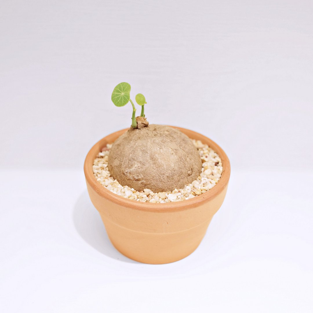 块根植物 | 原叶山乌龟 | 4-5CM - 植栽/盆栽 - 植物．花 绿色