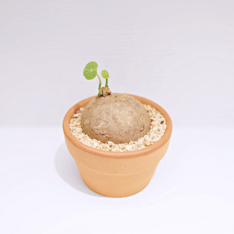 块根植物 | 原叶山乌龟 | 4-5CM - 植栽/盆栽 - 植物．花 绿色