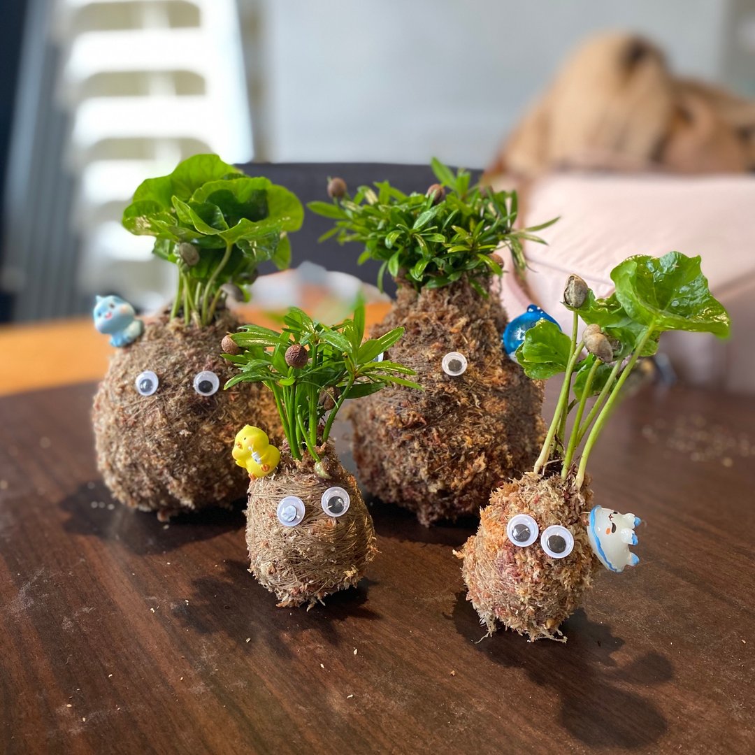 恒春垦丁 海边的手作苔球 - 植栽 - 植物．花 