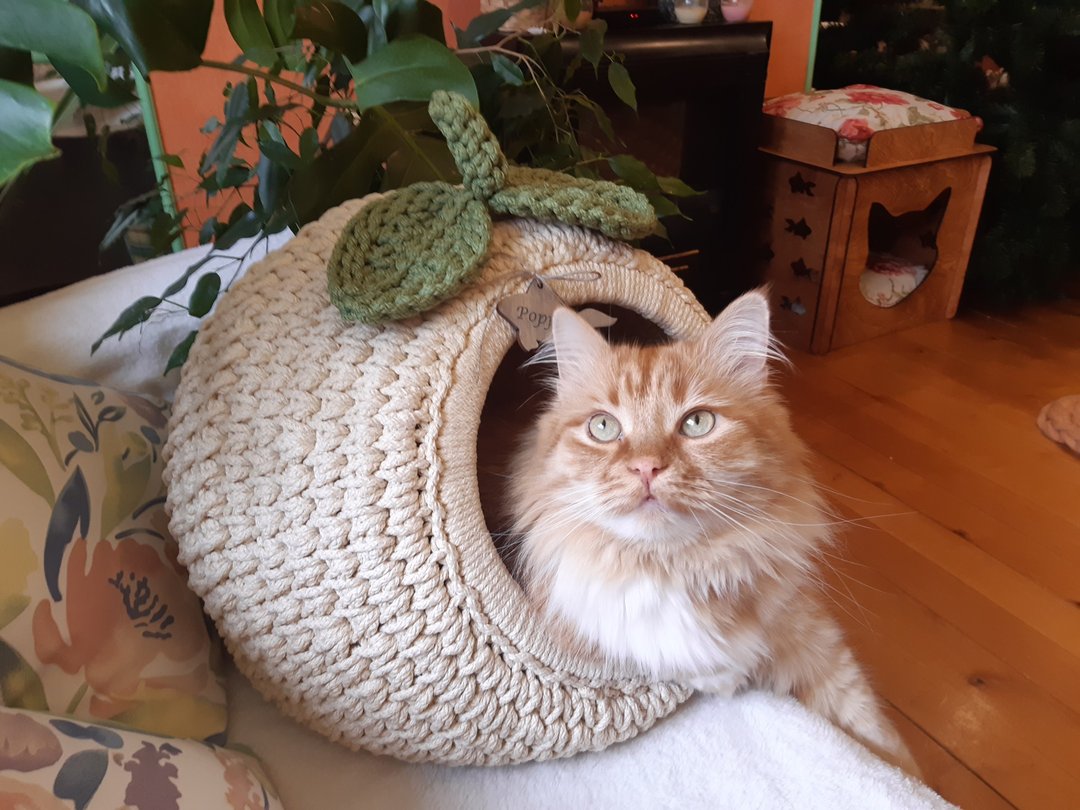户外猫屋钩针宠物床猫沙发针织猫洞 - 抓板/跳台 - 聚酯纤维 