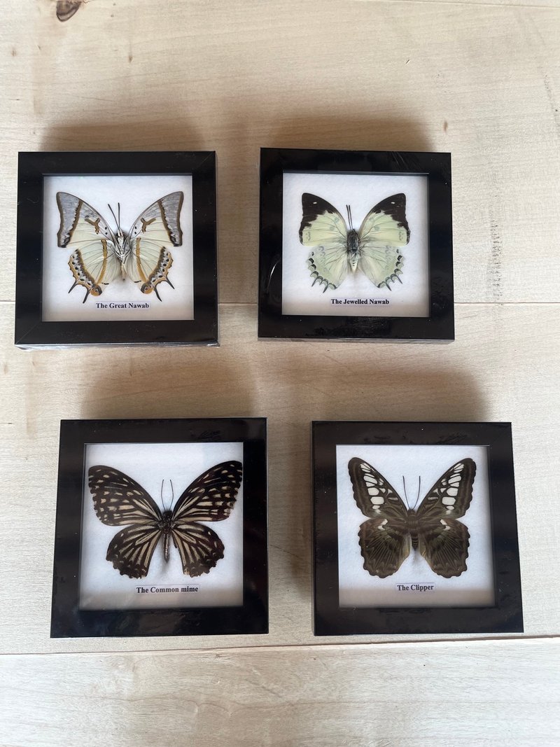 4xFrame Real Beautiful Butterfly Insect Taxidermy Display Wall Mount HomeDecor - 墙贴/壁贴 - 木头 