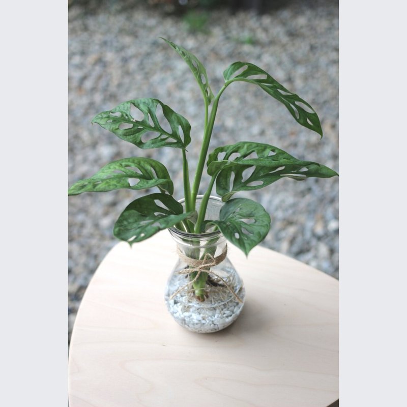 水培植栽│窗孔龟背芋_室内植物 办公室盆栽 店内摆设 - 植栽/盆栽 - 玻璃 