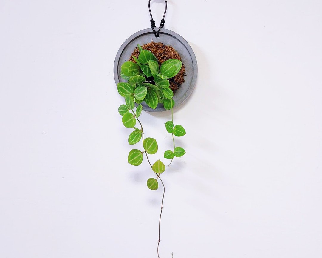 西瓜藤│水泥上板植栽│室内植物│窗边植物│观叶植物 - 植栽/盆栽 - 植物．花 绿色