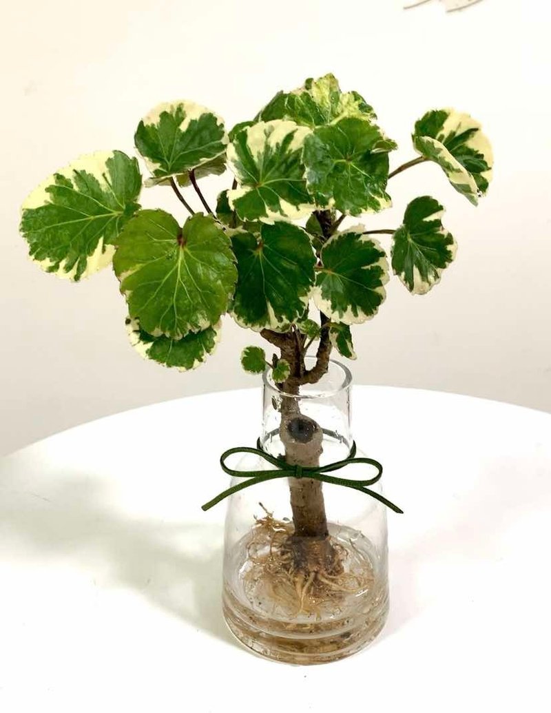 水培植栽│班叶圆叶福禄桐_室内植物 办公室盆栽 店内布置 - 植栽/盆栽 - 玻璃 