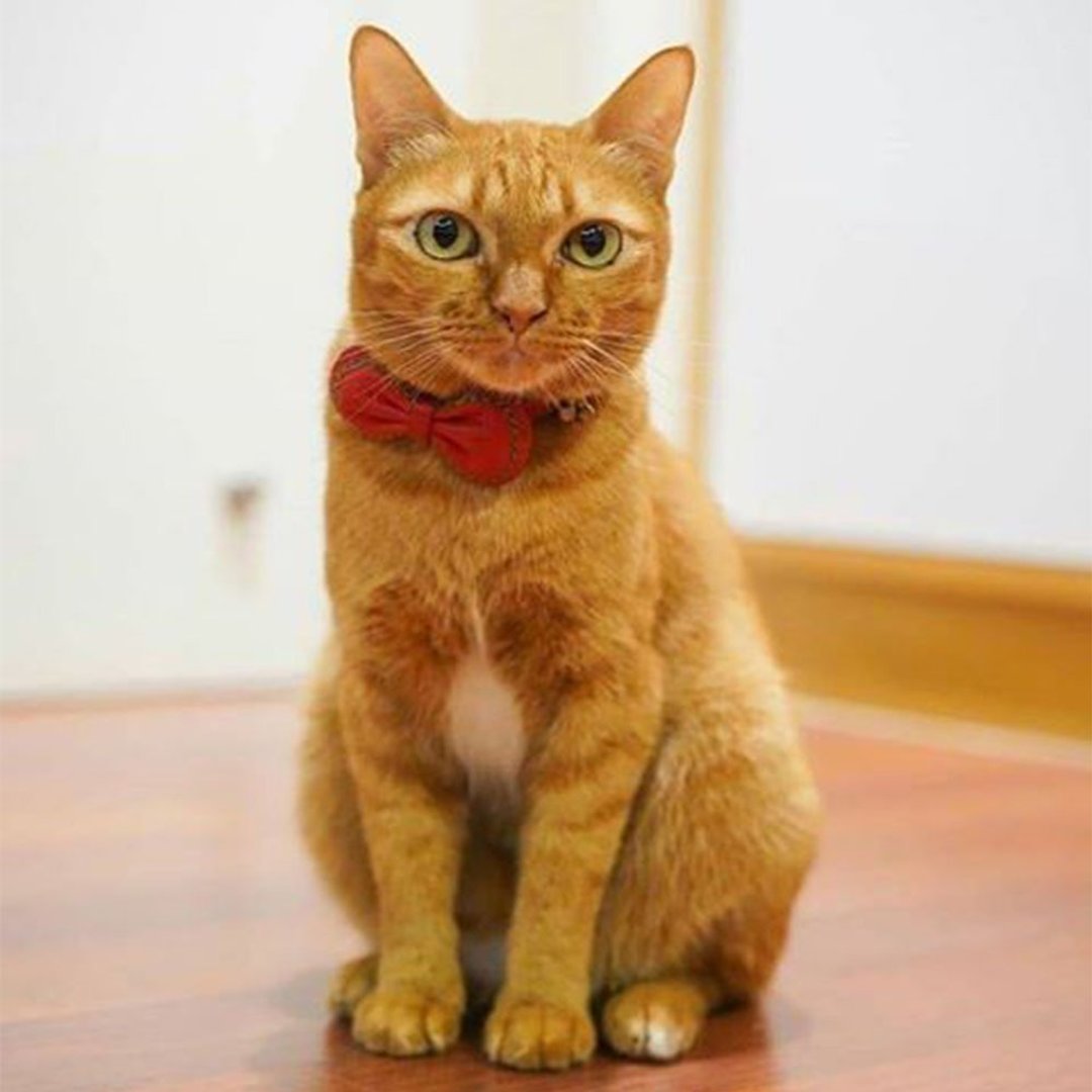Leather Collar red two-tone  in S size cat or small dog (neck 20-22cms) - 项圈/牵绳 - 真皮 红色