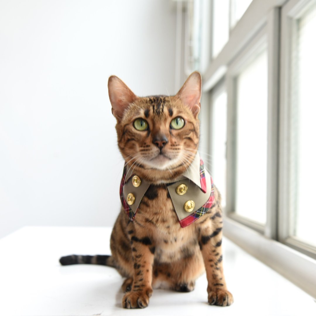 猫咪温莎公爵双面风衣丨经典红 - 衣/帽 - 棉 多色