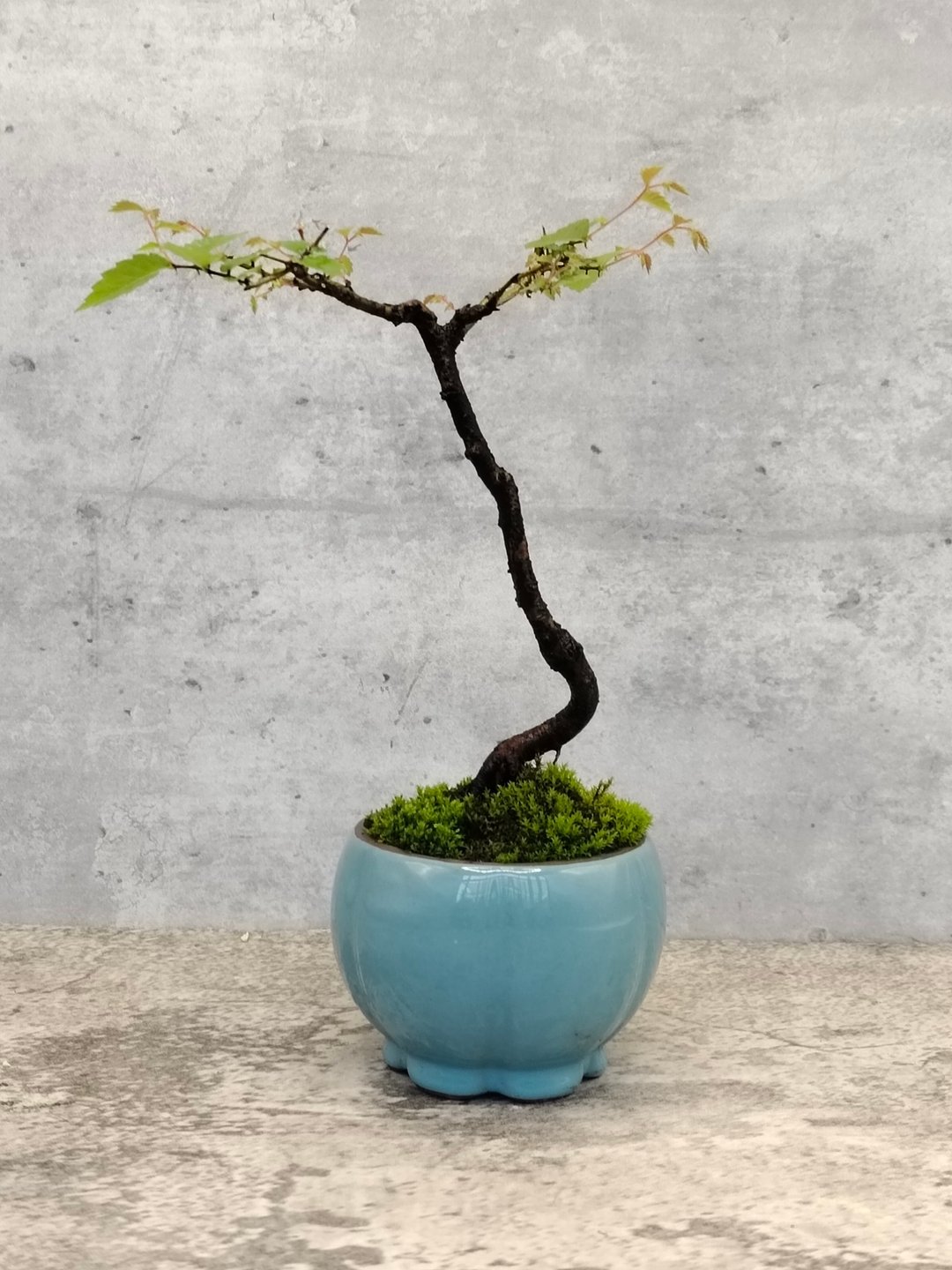 迷你盆栽-台湾榉木   植物 盆栽 - 植栽/盆栽 - 植物．花 