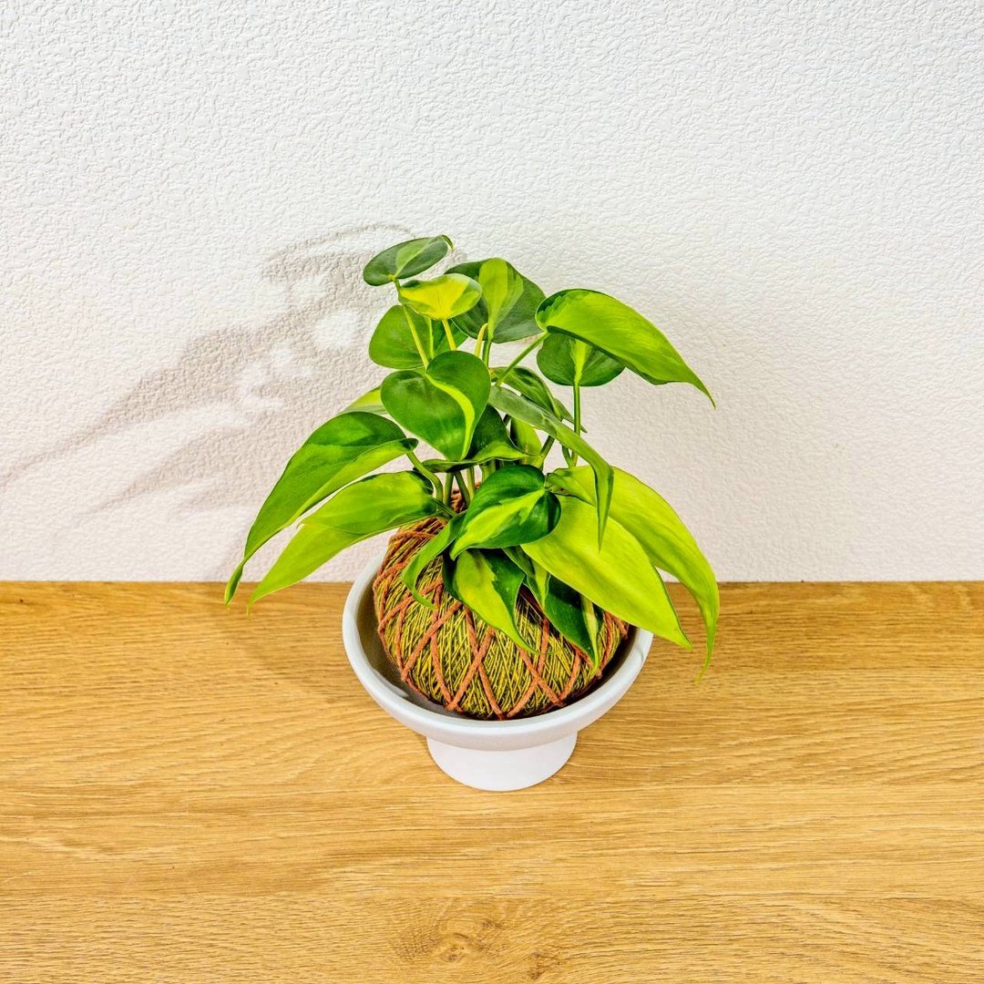 苔球植物 斑叶心叶蔓绿绒黄绿苔球加磨砂高脚钵 苔球 苔玉 礼物 - 植栽/盆栽 - 植物．花 绿色