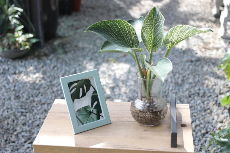 水培植栽│柏金蔓绿绒_室内植物 办公室盆栽 店内布置 送礼 - 植栽/盆栽 - 玻璃 