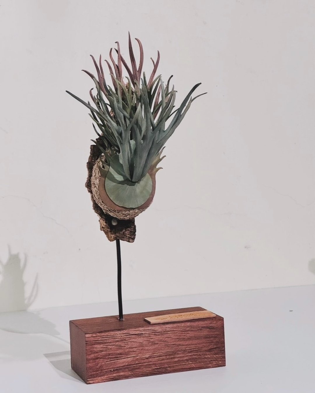 皮革制 P. veitchii AR 澳银鹿角蕨立架展示_送礼/收藏 - 摆饰 - 真皮 
