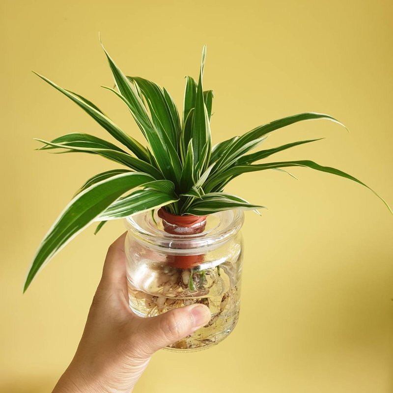 植物 白纹草 水耕 室内盆栽 - 植栽/盆栽 - 玻璃 绿色