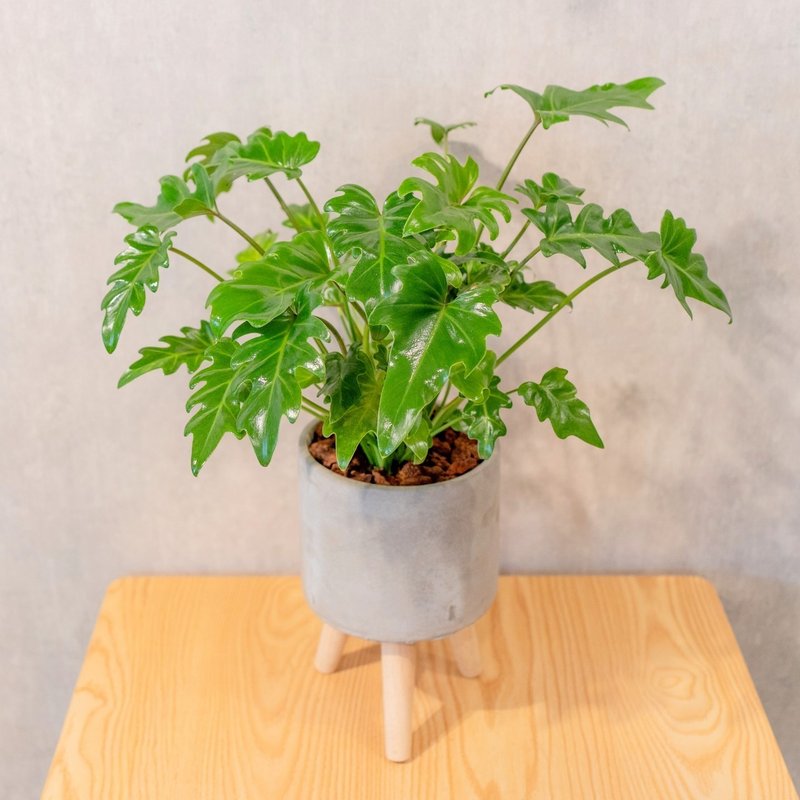 秀船 水泥盆栽 落地盆栽 小高木脚水泥盆栽 开幕送礼 乔迁礼物 - 植栽/盆栽 - 植物．花 