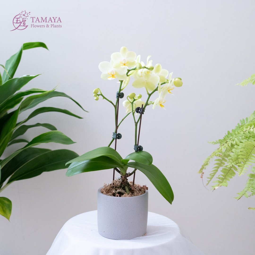 苹果绿蝴蝶兰 | 单株 - 植栽/盆栽 - 植物．花 绿色