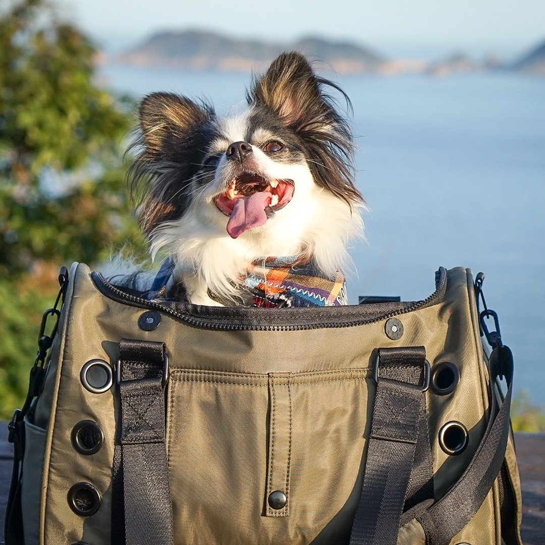 Koala Pet Carrier - 宠物外出包 (墨绿色/ 防泼水尼龙布) - 外出包 - 尼龙 绿色