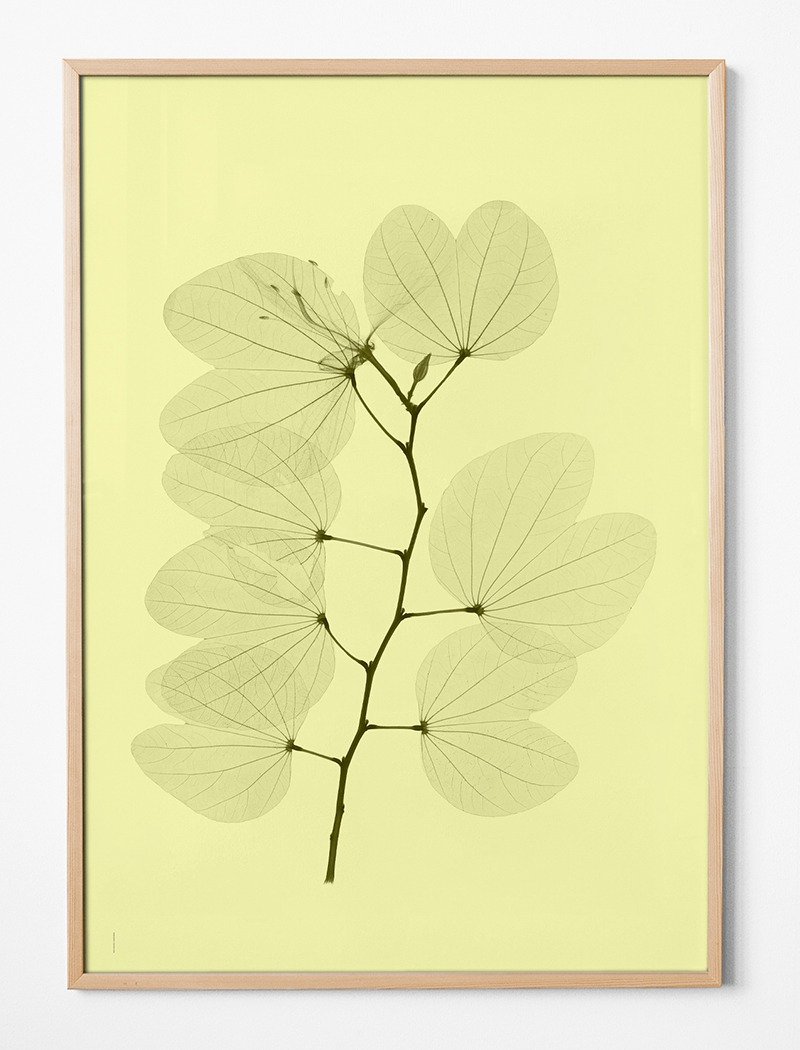 Tor G. Nitzelius设计X射线植物摄影 - 海报 ORKIDEBAUHINIA POST - 海报/装饰画/版画 - 纸 黄色