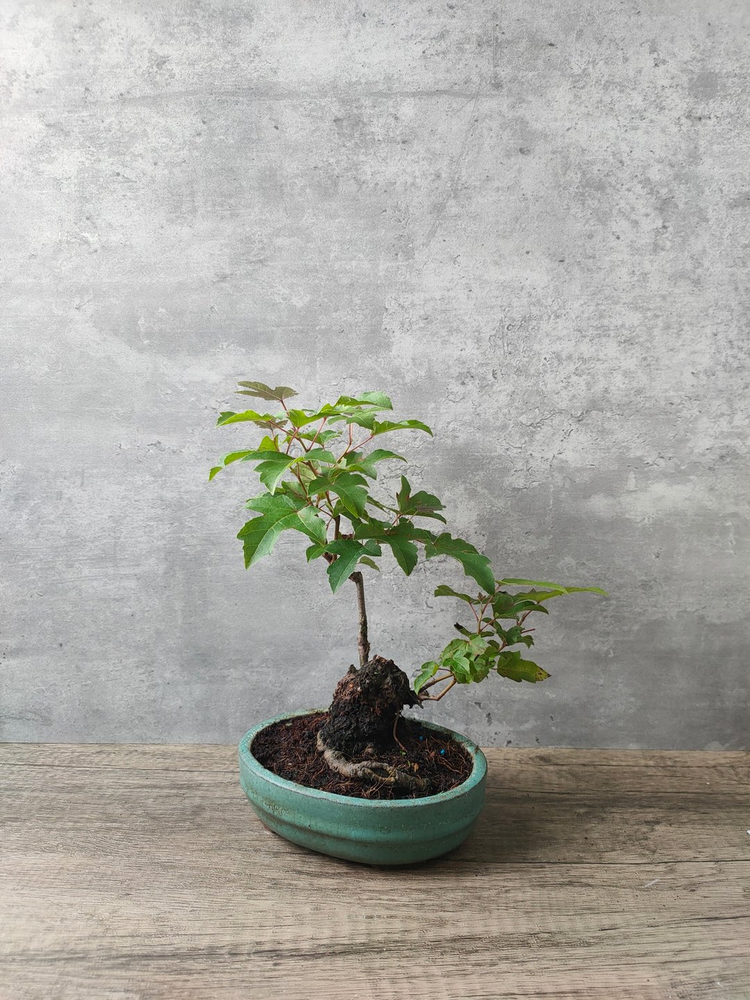 盆栽 枫香 植物   植物 盆栽 - 植栽/盆栽 - 植物．花 