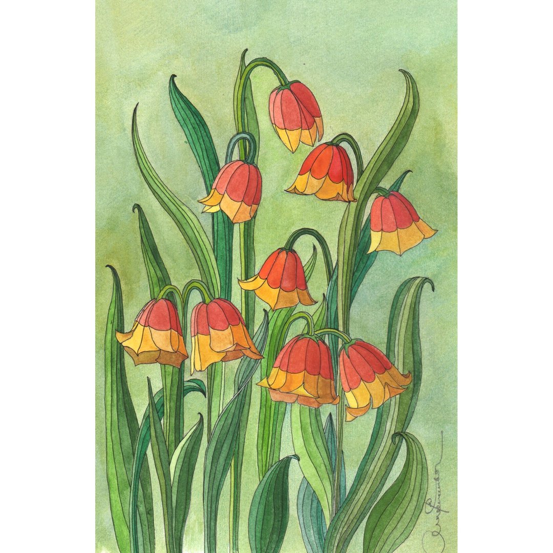 风铃草 原创水彩画 25x16cm 植物插图 贝母 - 插画/绘画/写字 - 纸 红色