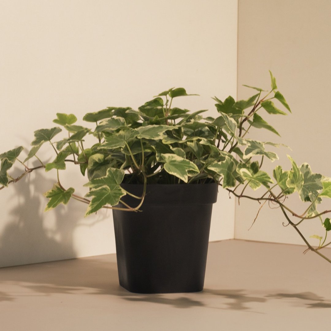 English ivy 英国常春藤_室内植栽 - 植栽/盆栽 - 植物．花 