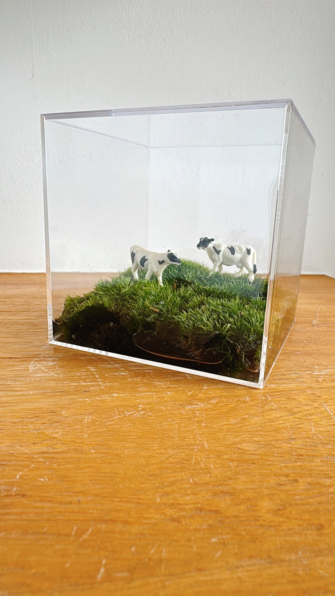 纯自然 草原上的动物 苔藓 乳牛 狗 猫 压克力盒 微景观 animal - 植栽/盆栽 - 植物．花 绿色