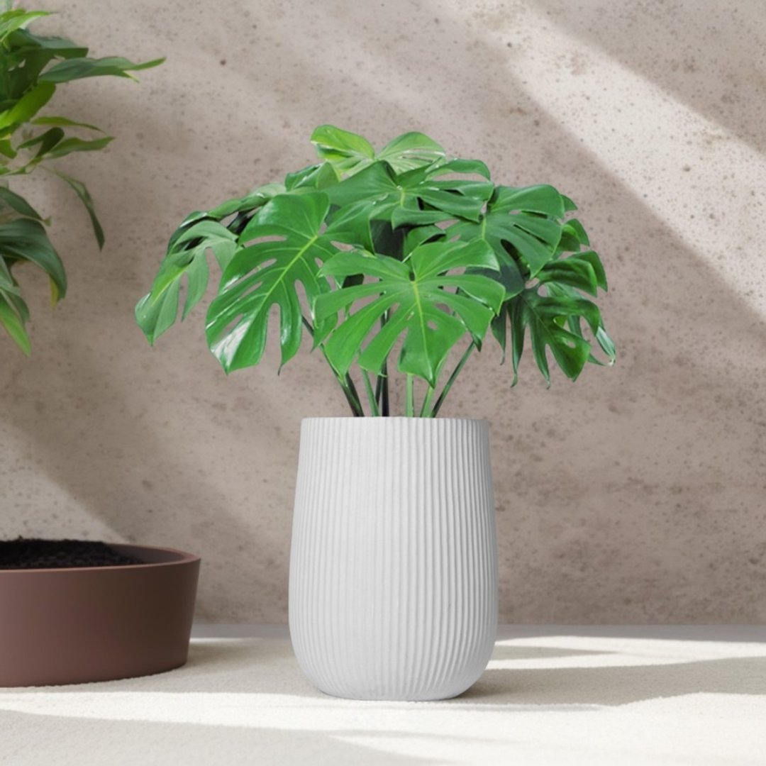 龟背芋水泥盆栽 大盆栽 直条湛白圆盆 落地盆栽礼 北欧极简 植栽 - 植栽/盆栽 - 植物．花 