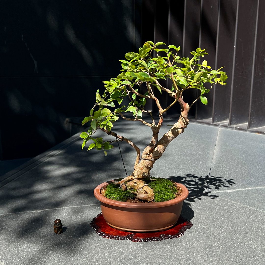嘉宝果 树葡萄∣盆景 果物盆栽 - 植栽/盆栽 - 陶 
