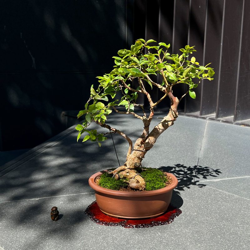 嘉宝果 树葡萄∣盆景 果物盆栽 - 植栽/盆栽 - 陶 