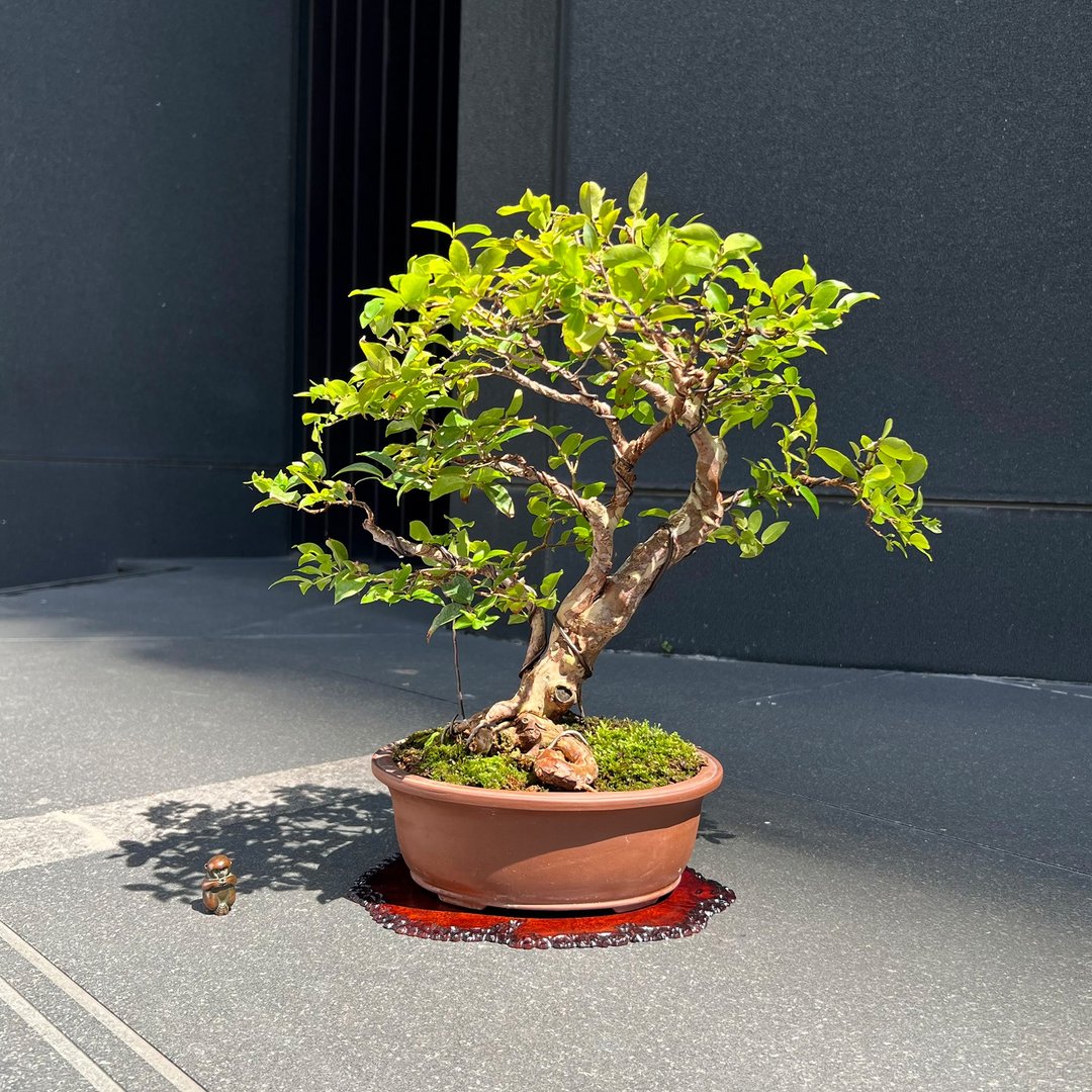 嘉宝果 树葡萄∣盆景 果物盆栽 - 植栽/盆栽 - 陶 