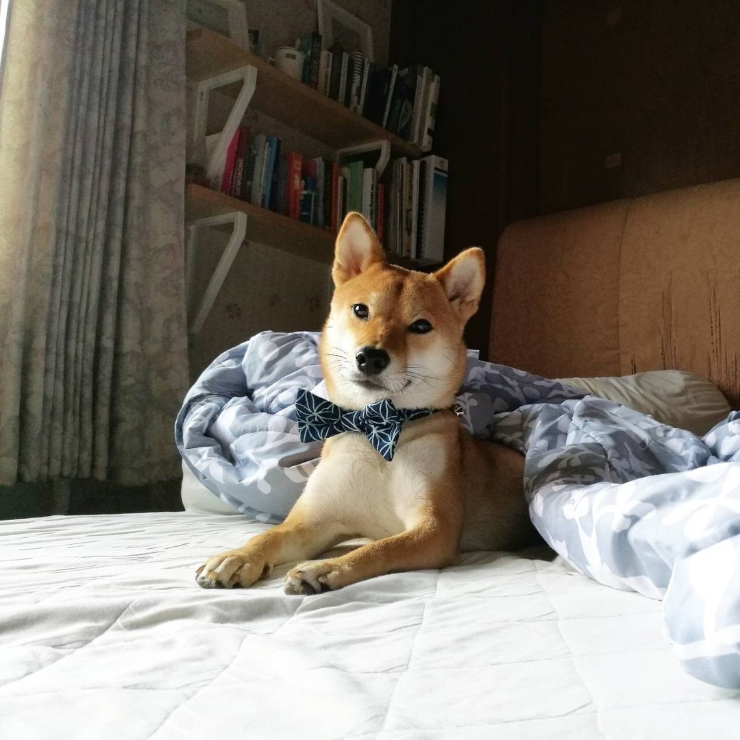 A-NI collar for cats, dogs, spring roll model (bow) - 项圈/牵绳 - 棉 蓝色