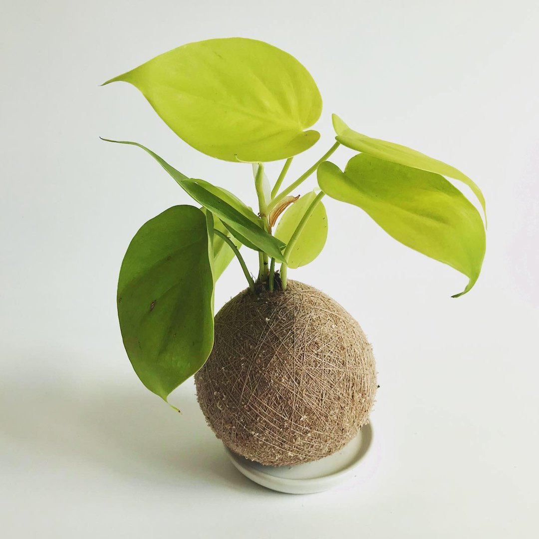 心叶蔓绿绒 手作植栽苔球 - 植栽/盆栽 - 植物．花 
