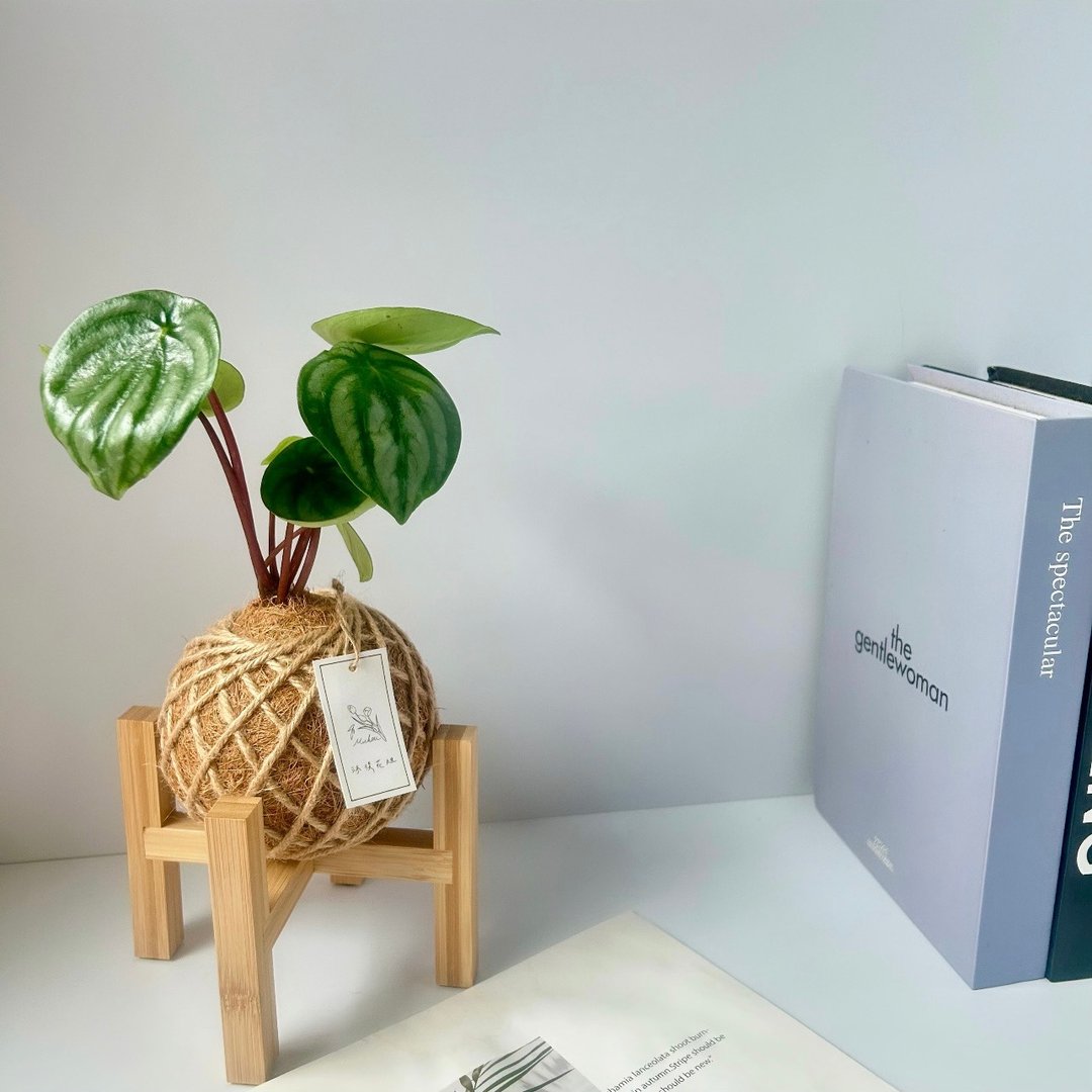 小苔球 西瓜皮椒草 室内植栽 - 植栽/盆栽 - 植物．花 