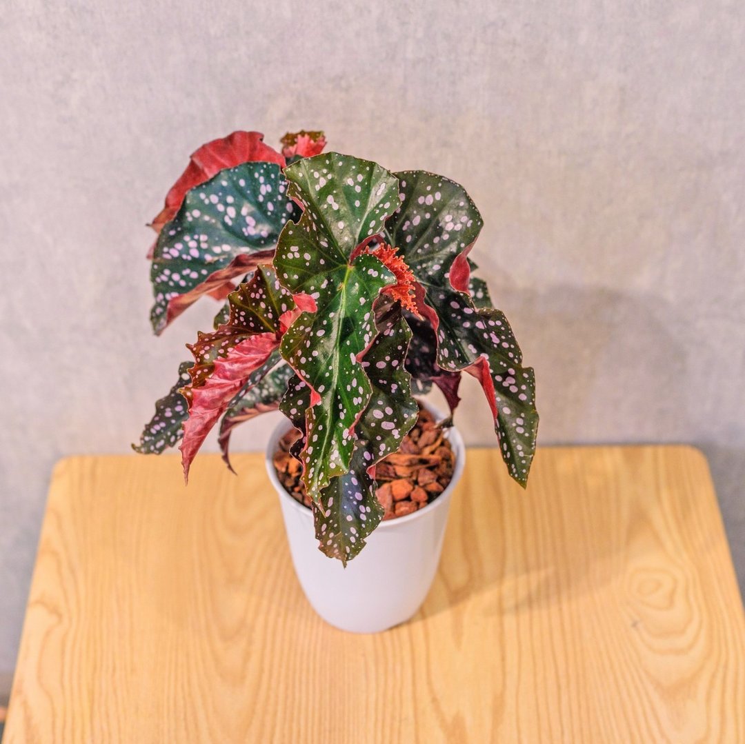 罗西秋海棠  日式塑陶盆 室内植物 观叶植物 礼物  办公室小物 - 植栽/盆栽 - 植物．花 