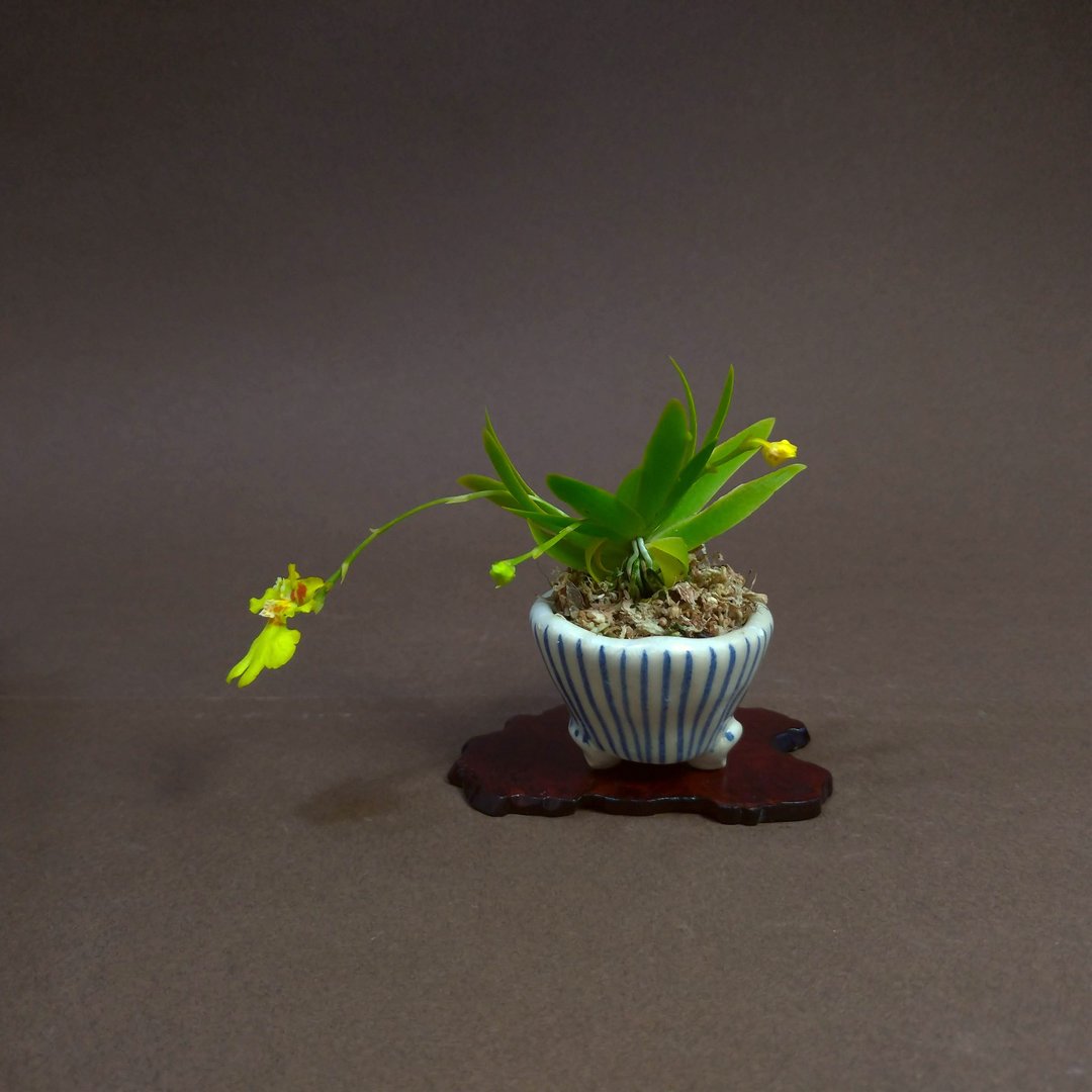 日本竹仙盆钵∣扇形文心兰 - 植栽/盆栽 - 陶 