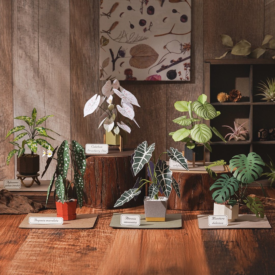 纸植栽模型【DIY材料包】青苹果竹芋.龟背芋.草莓之星.银点秋海棠 - 木工/竹艺/纸艺 - 纸 绿色