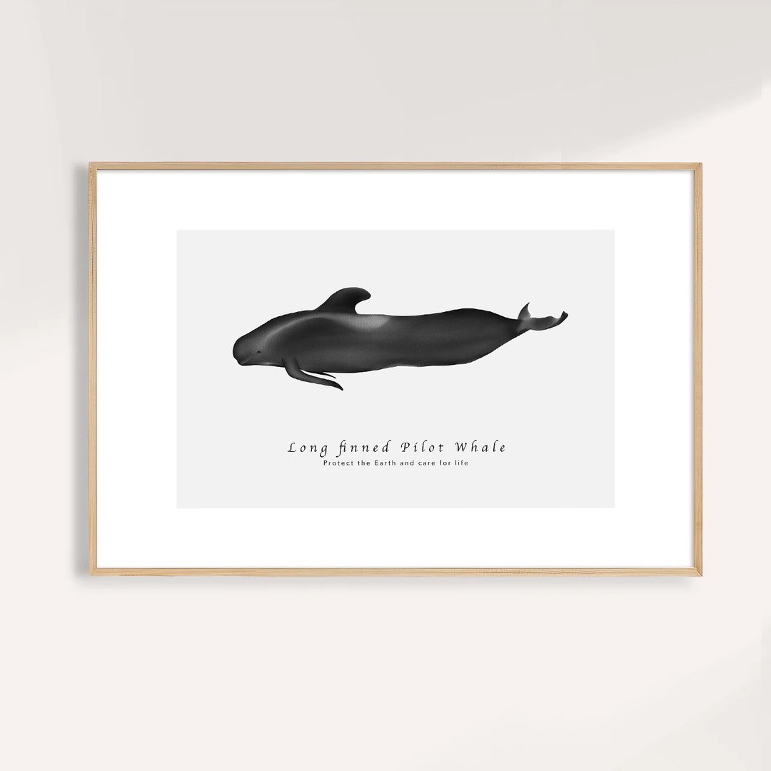 长鳍领航鲸 Long-finned Pilot Whale / 海洋动物插画挂画 - 海报/装饰画/版画 - 纸 