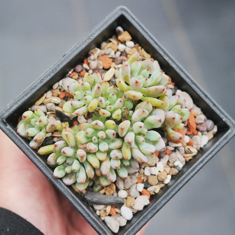 豆豆多肉植物与小杂货-植物-黑莓(有香味的多肉) - 植栽/盆栽 - 植物．花 