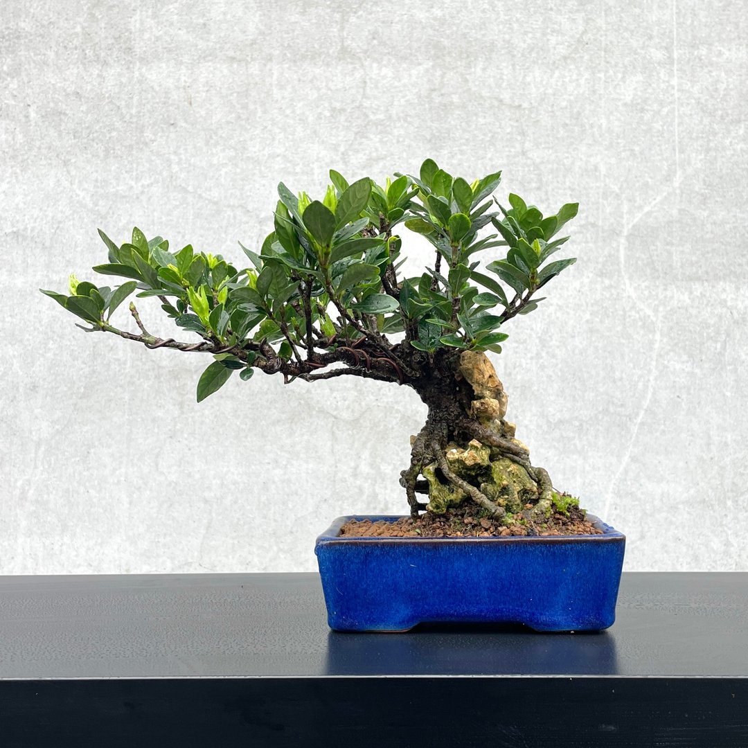 小品盆栽-日本达摩栀子花 付石盆景 - 植栽/盆栽 - 植物．花 