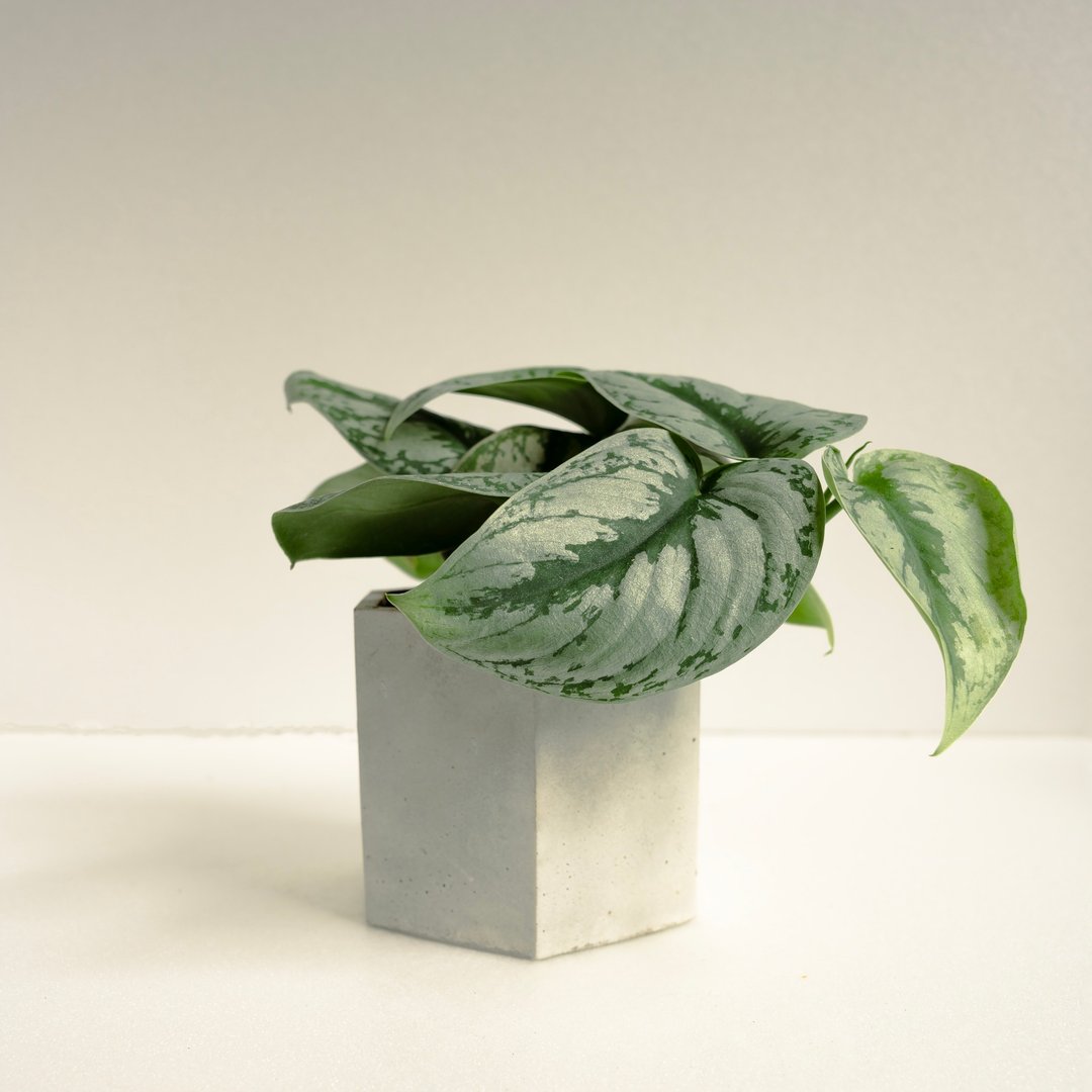 大叶银斑葛│泥作系列│福所栽 - 植栽/盆栽 - 水泥 银色