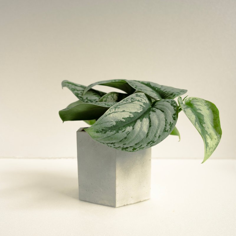 大叶银斑葛│泥作系列│福所栽 - 植栽/盆栽 - 水泥 银色