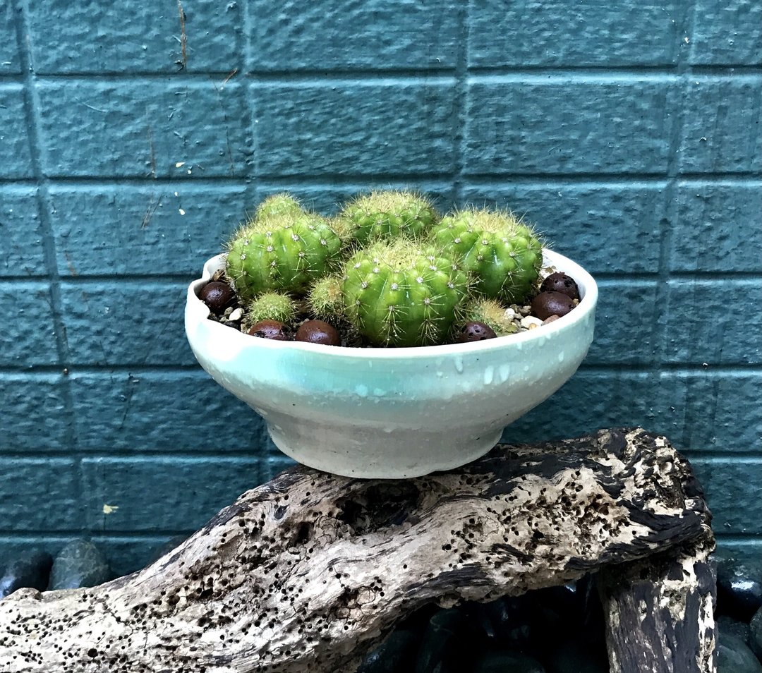 仙人掌+手工青碧陶花器 疗愈摆饰 盆栽 净化空气 植栽 毕业礼 - 植栽/盆栽 - 陶 多色