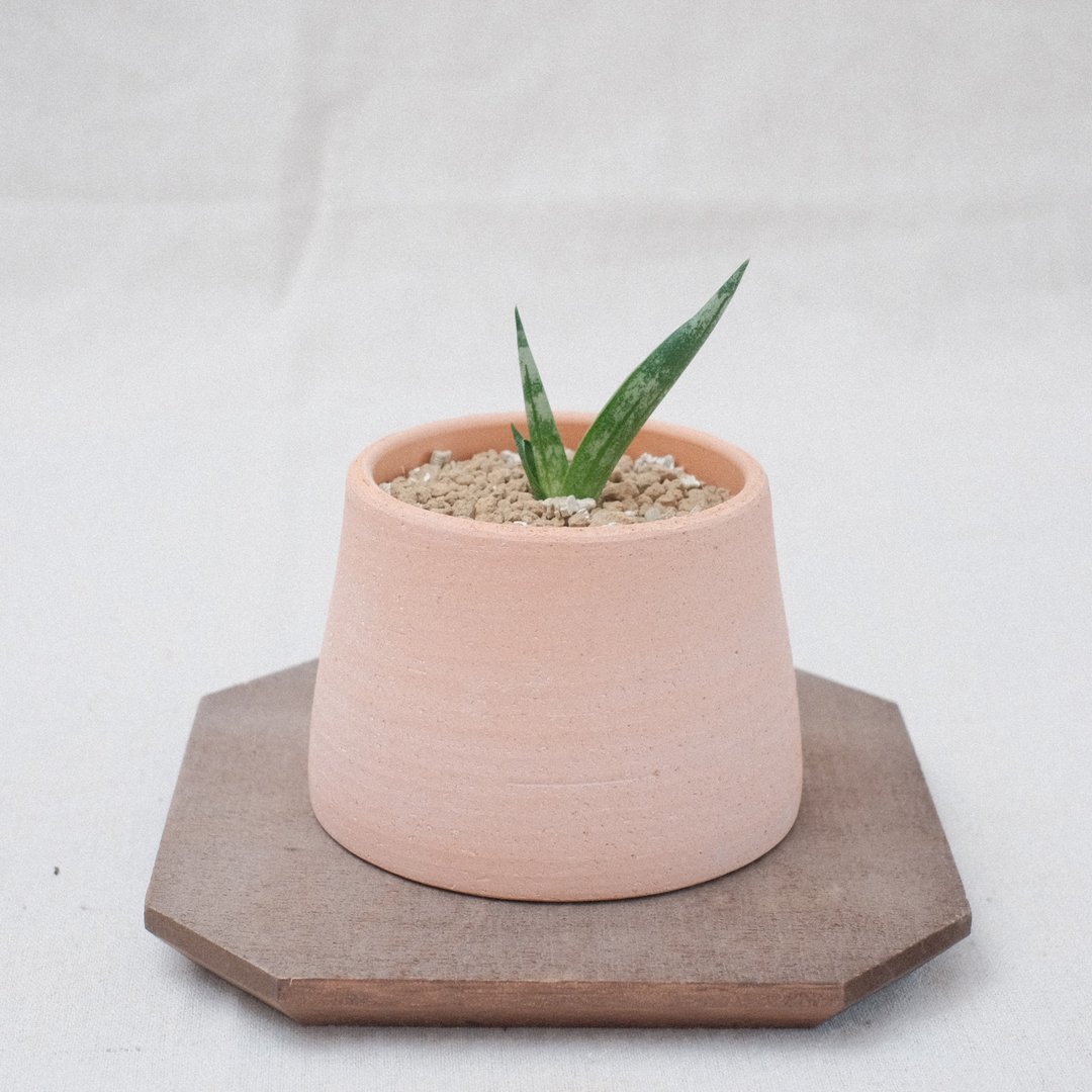 佛手虎尾兰 - 植栽/盆栽 - 植物．花 