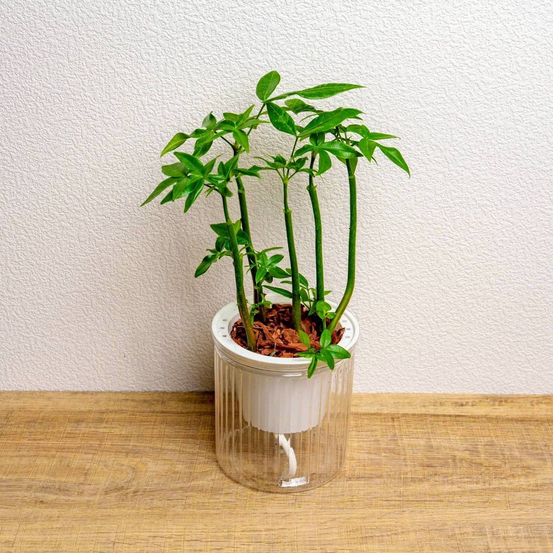 多枝马拉巴栗 免浇水盆栽 室内植物 观叶植物 礼物 盆栽 办公室 - 植栽/盆栽 - 陶 透明