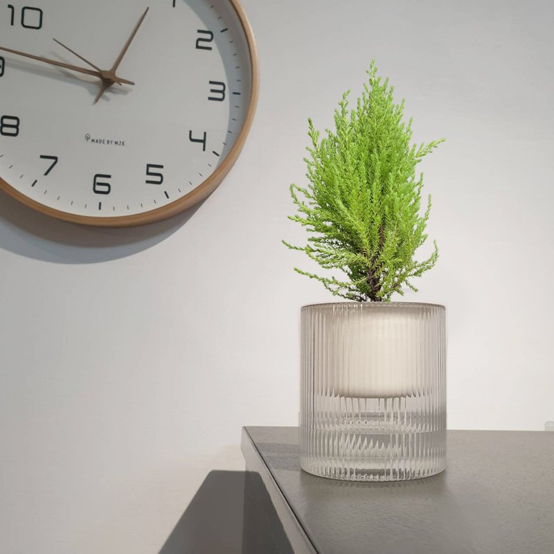 香冠柏 防蚊 植物盆栽 - 植栽/盆栽 - 塑料 绿色