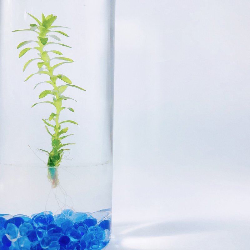 【太阳水草】蓝琉璃石装饰款 节节高升 浪漫疗愈礼物首选 - 植栽/盆栽 - 玻璃 透明