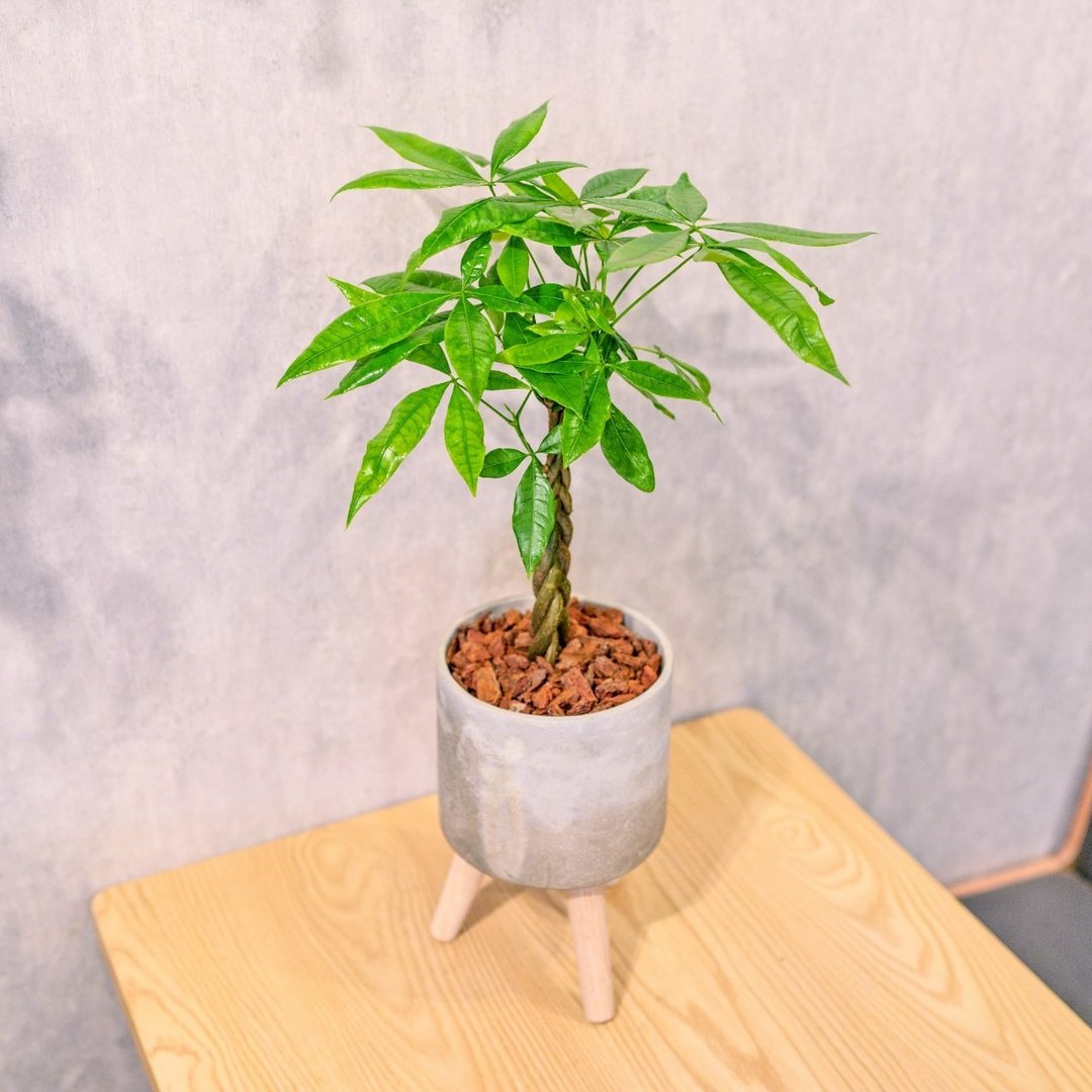 马拉巴栗植栽 编织款 招财树 发财树 室内耐阴 小高木脚水泥盆栽 - 植栽/盆栽 - 植物．花 