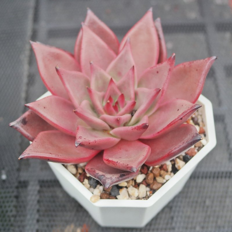 【豆豆多肉】【红乌木】乔迁│送礼│升迁│多肉植物 - 植栽/盆栽 - 植物．花 