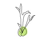 设计师品牌 - 植茁