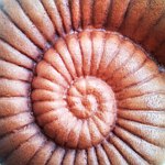 设计师品牌 - Etnoshtuka