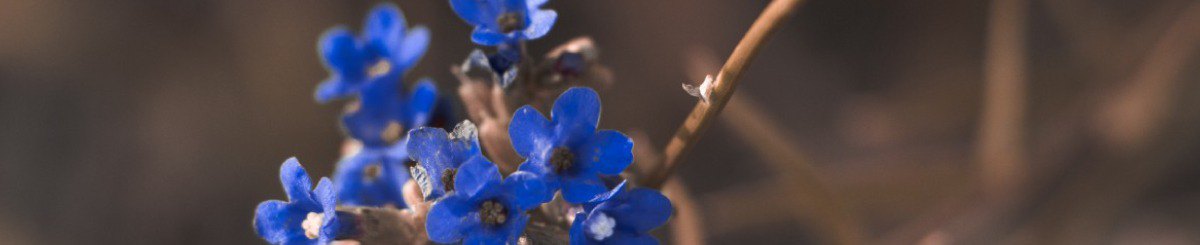 ManiBleu